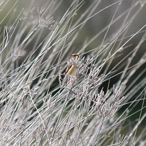 Golden-headed Cisticola