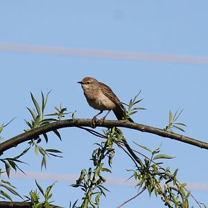 Rufous Songlark