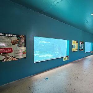 Saltwater Crocodile underwater viewing