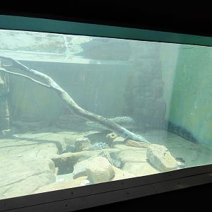 Saltwater Crocodile underwater viewing