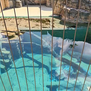 Saltwater Crocodile above water viewing