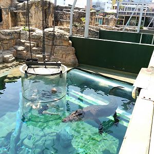 Cage diving with crocodile