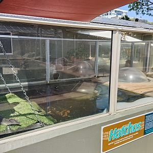 Juvenile Saltwater Crocodiles