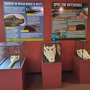 Crocodile displays