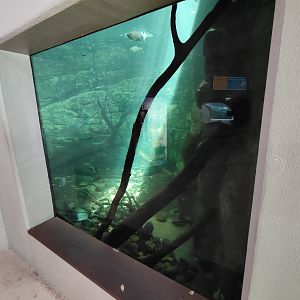 Aquarium - side window