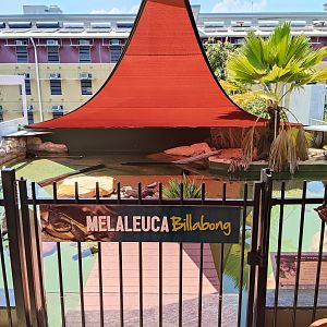 Melaleuca Billabong (turtles)