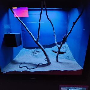 Tank examples - "Pigmy King Brown Snake"