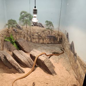 Tank examples - Western Brown Snake