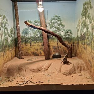 Tank examples - Frilled Dragon