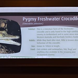 Signage example- "Pygmy Freshwater Crocodile"