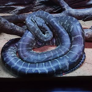 Centralian Carpet Python (Morelia bredlii)