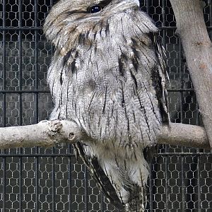 Tawny Frogmouth (Podargus strigoides) June 21, 2025