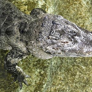 Chinese Alligator (Alligator sinensis) June 21, 2025