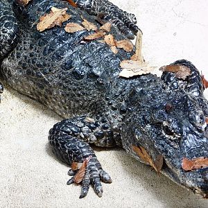 Chinese Alligator (Alligator sinensis) June 21, 2025