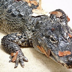 Chinese Alligator (Alligator sinensis) June 21, 2025