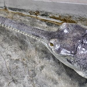 Gharial (Gavialis gangeticus) June 21, 2025
