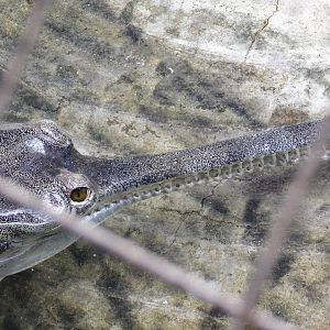 Gharial (Gavialis gangeticus) June 21, 2025