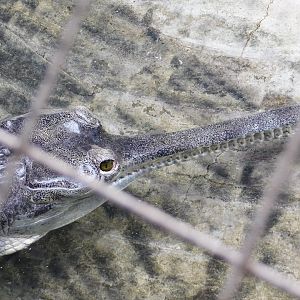 Gharial (Gavialis gangeticus) June 21, 2025