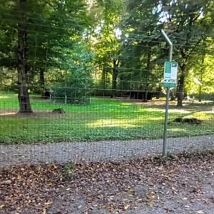 Goitered Gazelle Enclosure