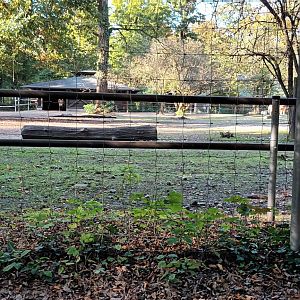 Przewalskis wild Horse Enclosure