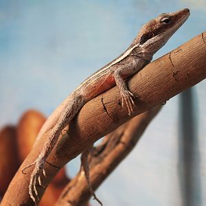 Long-nosed Dragon (Gowidon longirostris)