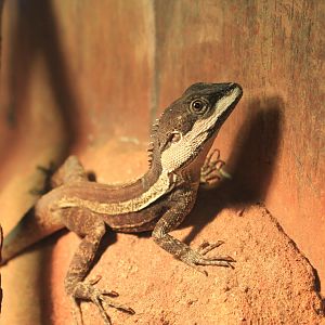 Swamplands Lashtail (Tropicagama temporalis)
