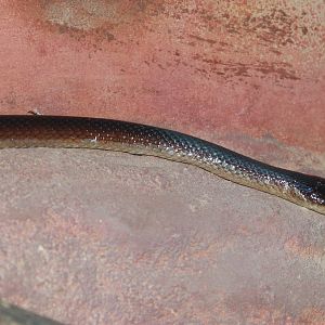 Slaty-Grey Snake (Stegonotus cucullatus)