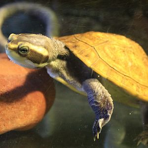 Yellow-faced Turtle (Emydura tanybaraga)
