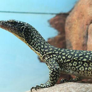 Australian Mangrove Monitor (Varanus chlorostigma)