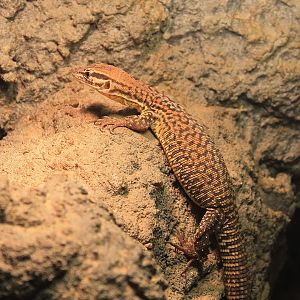Yellow-throated Goanna (Varanus baritjii)
