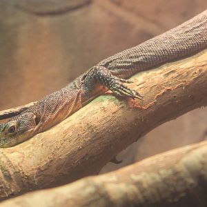 Rusty Monitor (Varanus semiremex)