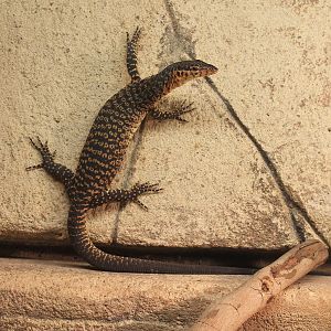 Mitchell's Water Goanna (Varanus mitchelli)