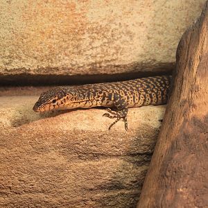 Mitchell's Water Goanna (Varanus mitchelli)