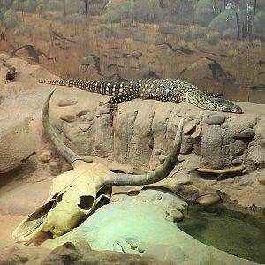Perentie (Varanus giganteus)