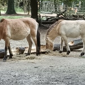 Przewalskis wild Horses