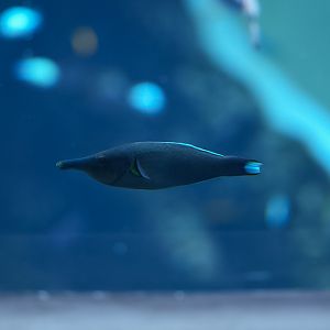 Green Birdmouth Wrasse (male)