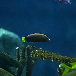 Yellowtail Coris Wrasse