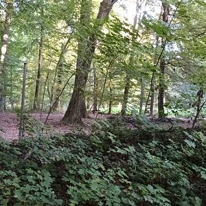 Hog Deer and Blackbuck Enclosure
