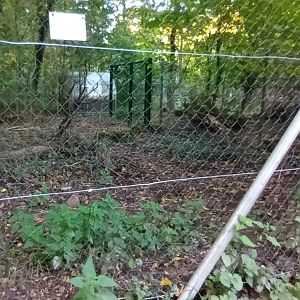 Siberian musk Deer Enclosure