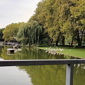 general View with freeroaming Eastern white and Dalmatian Pelicans