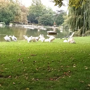 freeroaming Eastern white and Dalmatian Pelicans