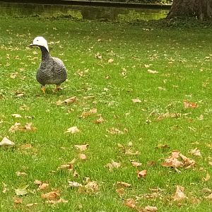 freeroaming Emperor Goose