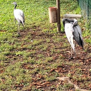 Demoiselle Cranes