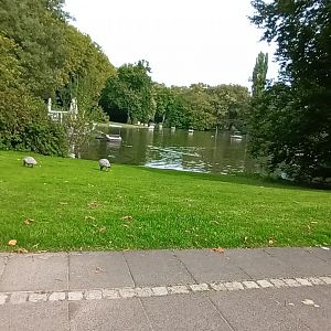 general View with freeroaming Cereopsis Geese