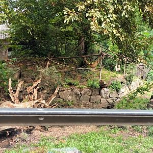 Brown noased Coati Enclosure