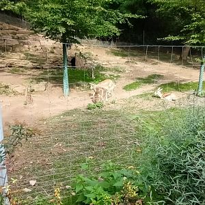 Goitered Gazelle Enclosure