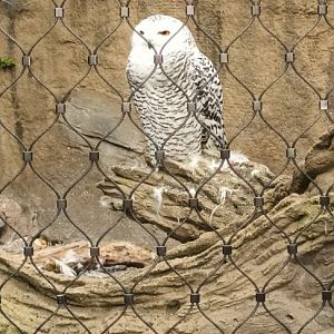 Snowy Owl