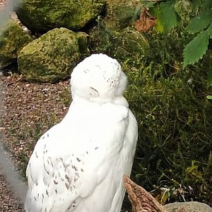 Snowy Owl