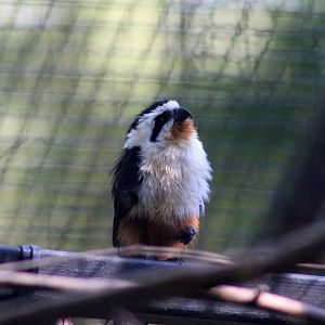 Collared Falconet