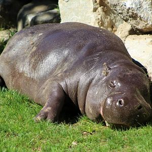 Pygmy Hippo
